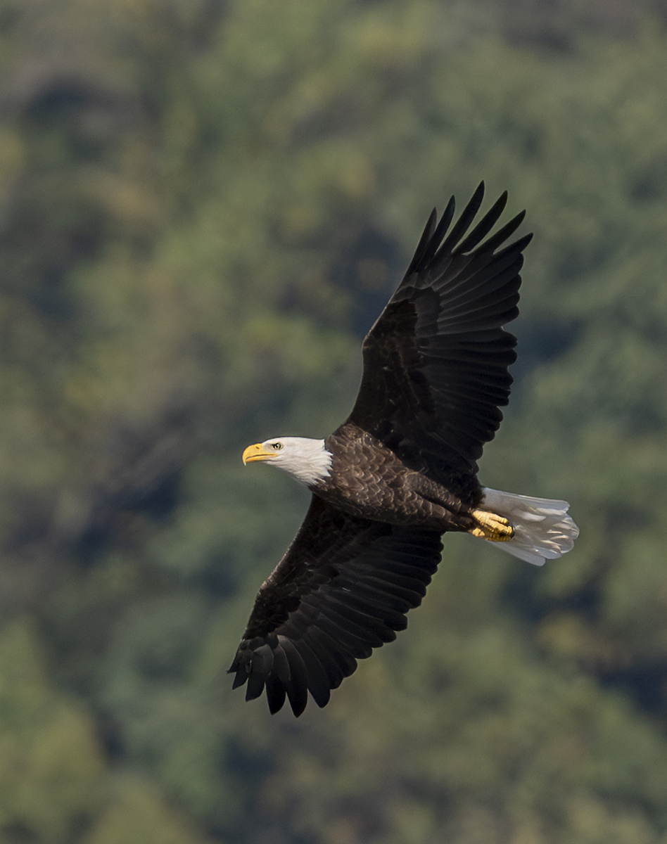 2024-09-19 Conowingo Dam_064-Enhanced-NR.jpg