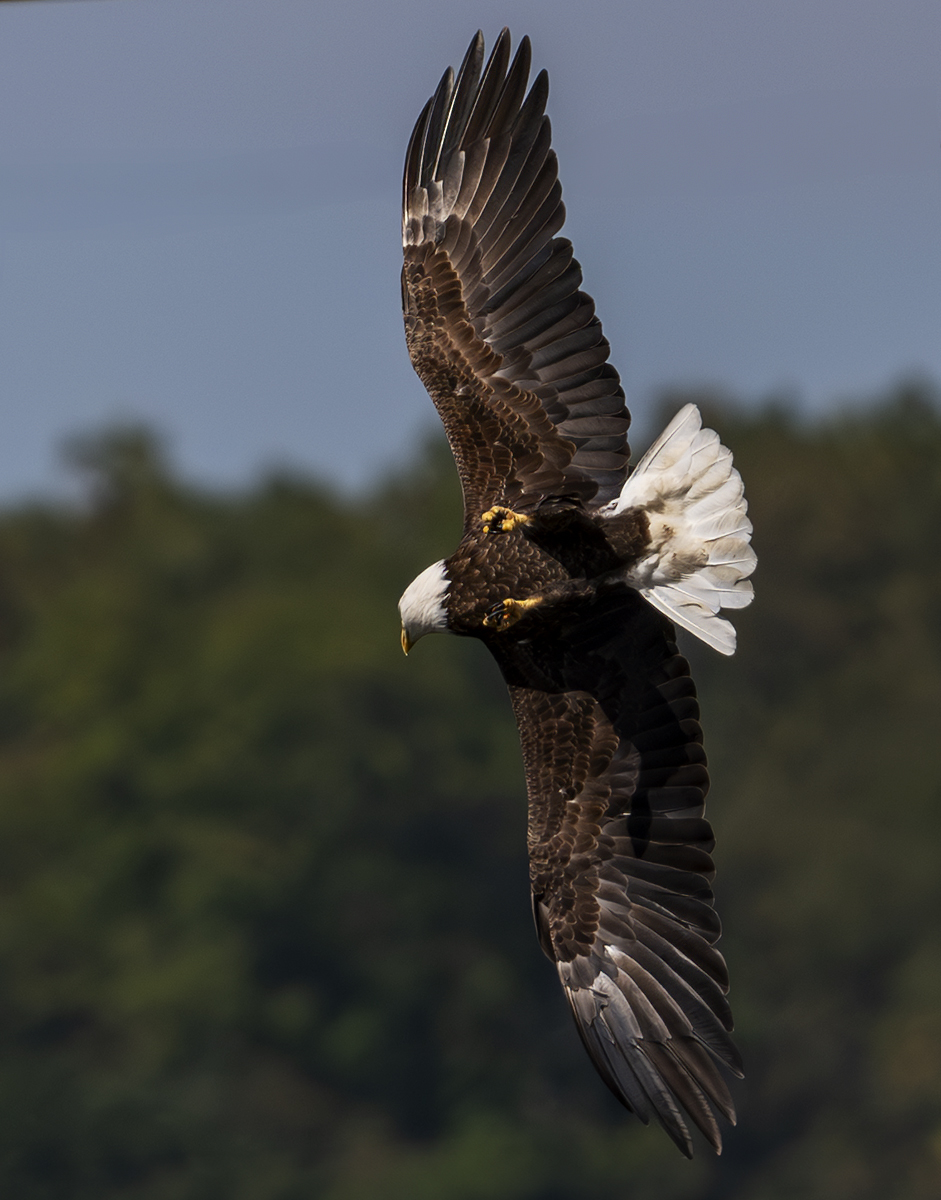 2024-09-19 Conowingo Dam_066-Enhanced-NR.jpg