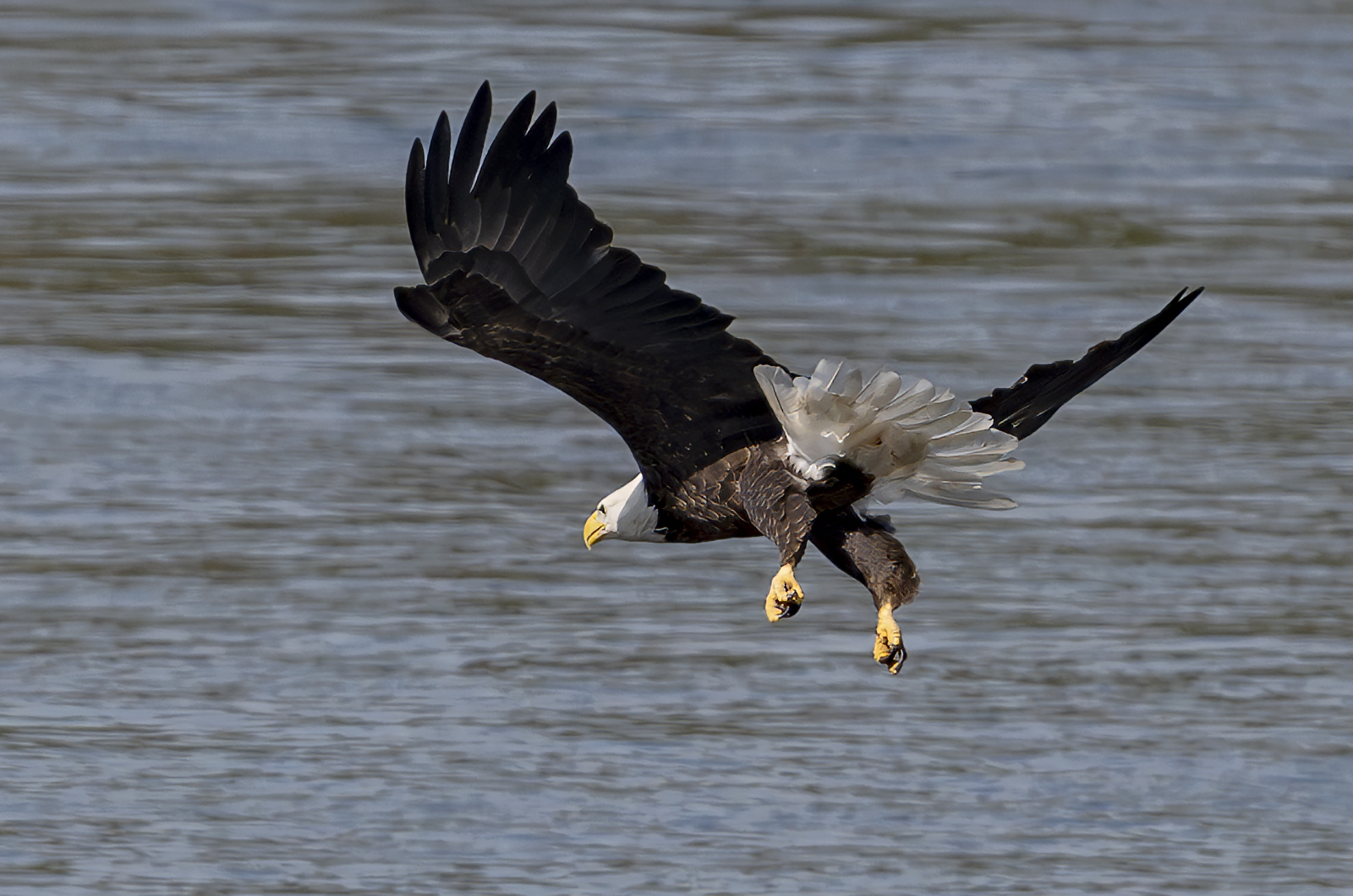 2024-09-19 Conowingo Dam_067-Enhanced-NR.jpg