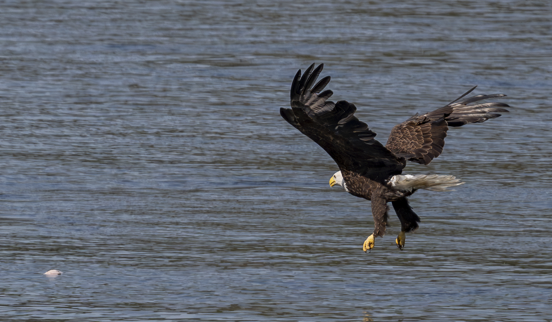 2024-09-19 Conowingo Dam_070-Enhanced-NR.jpg