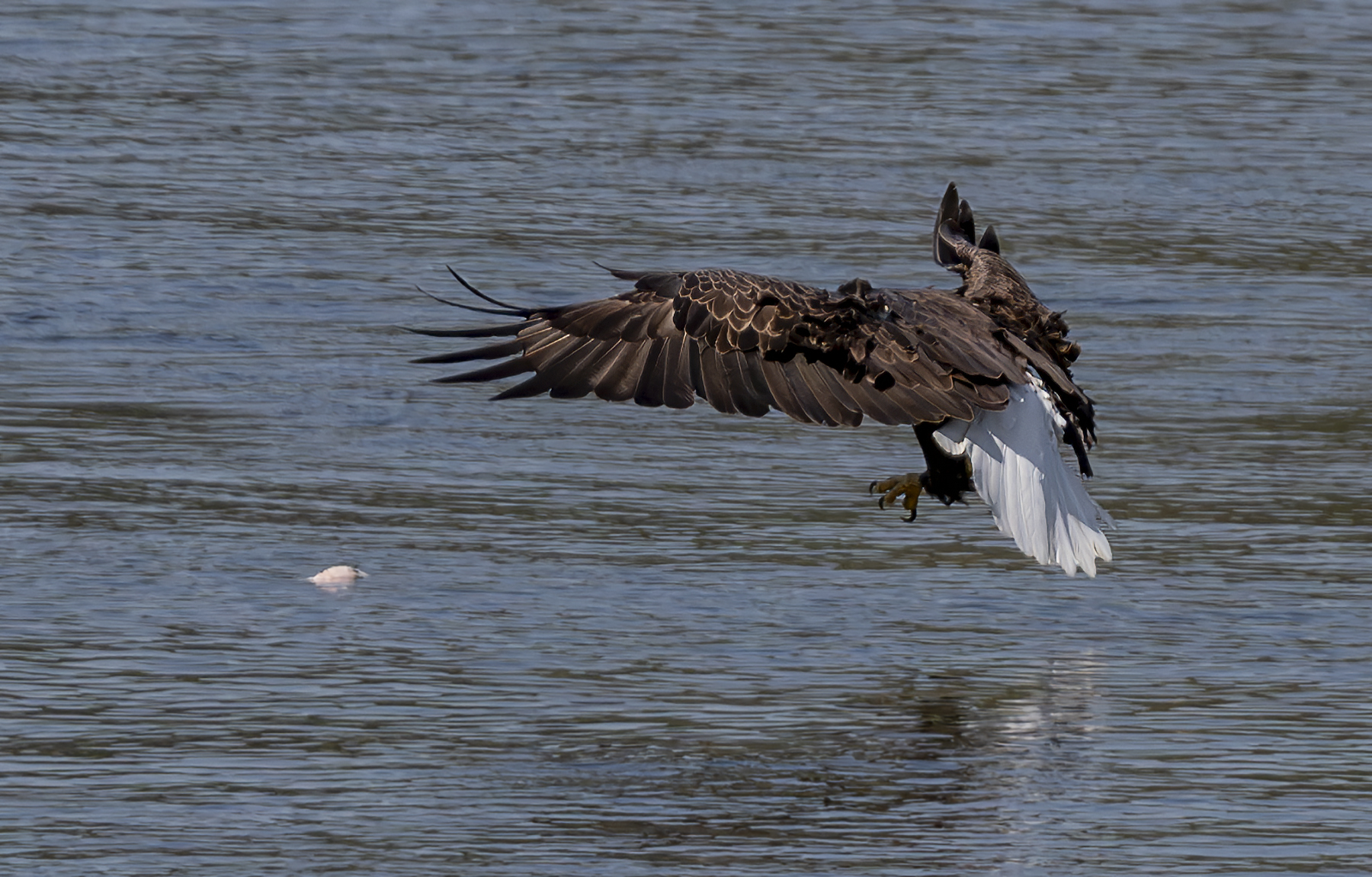 2024-09-19 Conowingo Dam_071-Enhanced-NR.jpg