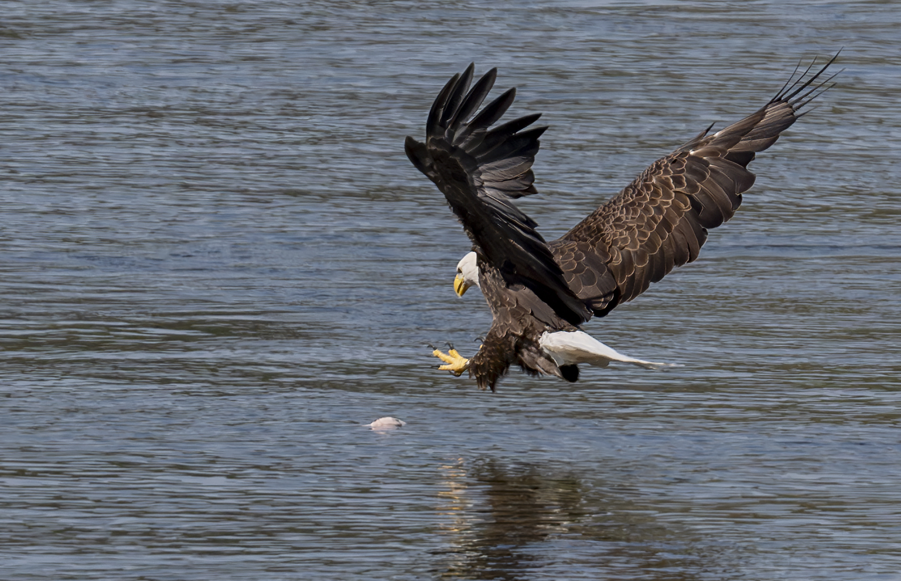 2024-09-19 Conowingo Dam_072-Enhanced-NR.jpg