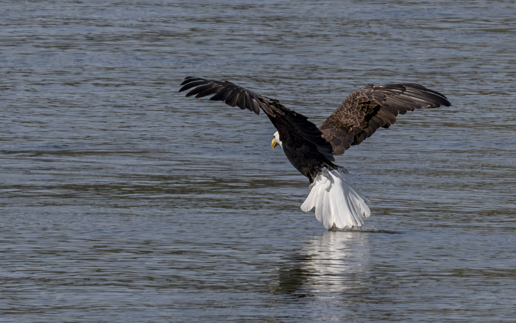 2024-09-19 Conowingo Dam_073-Enhanced-NR.jpg