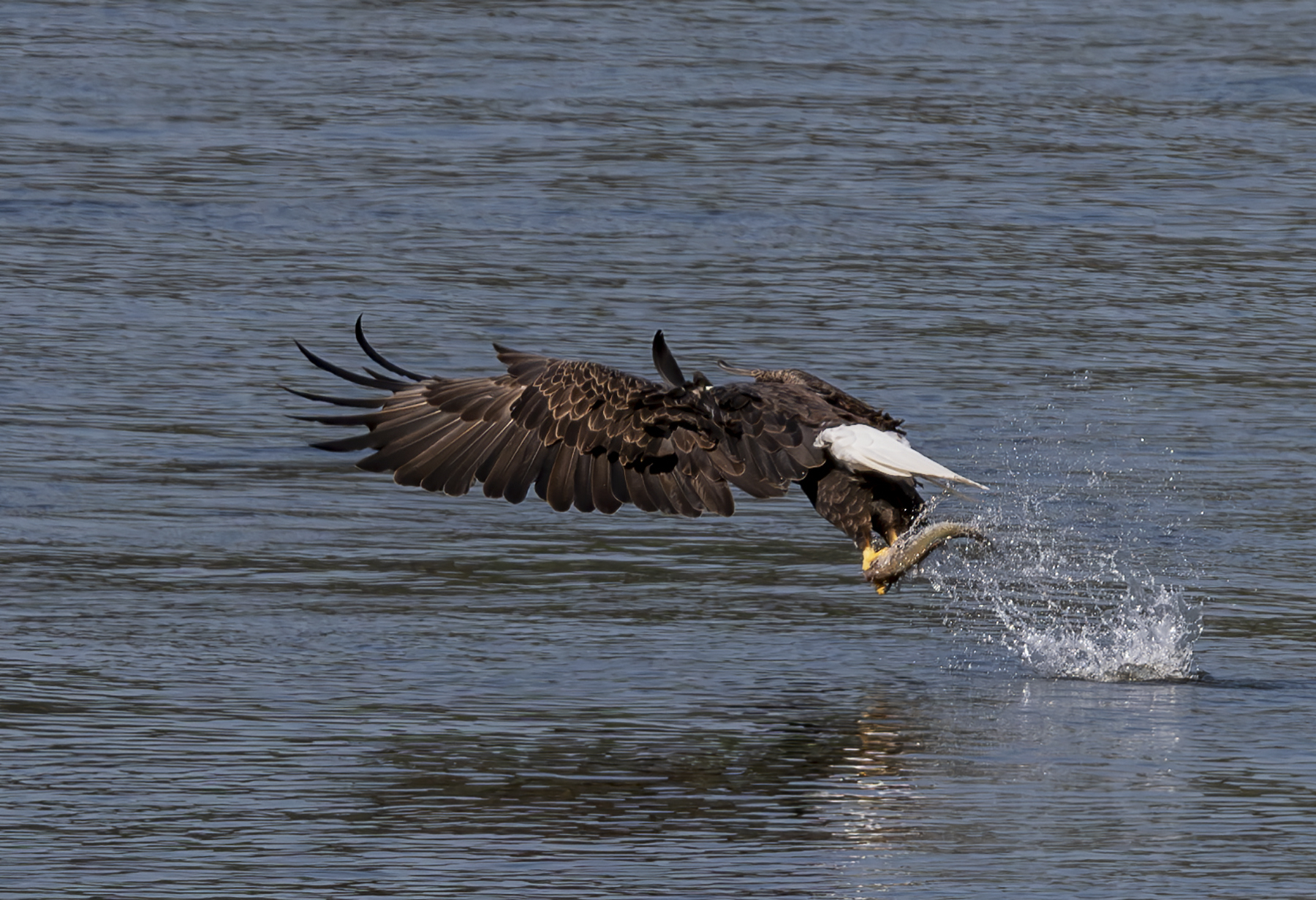 2024-09-19 Conowingo Dam_074-Enhanced-NR.jpg