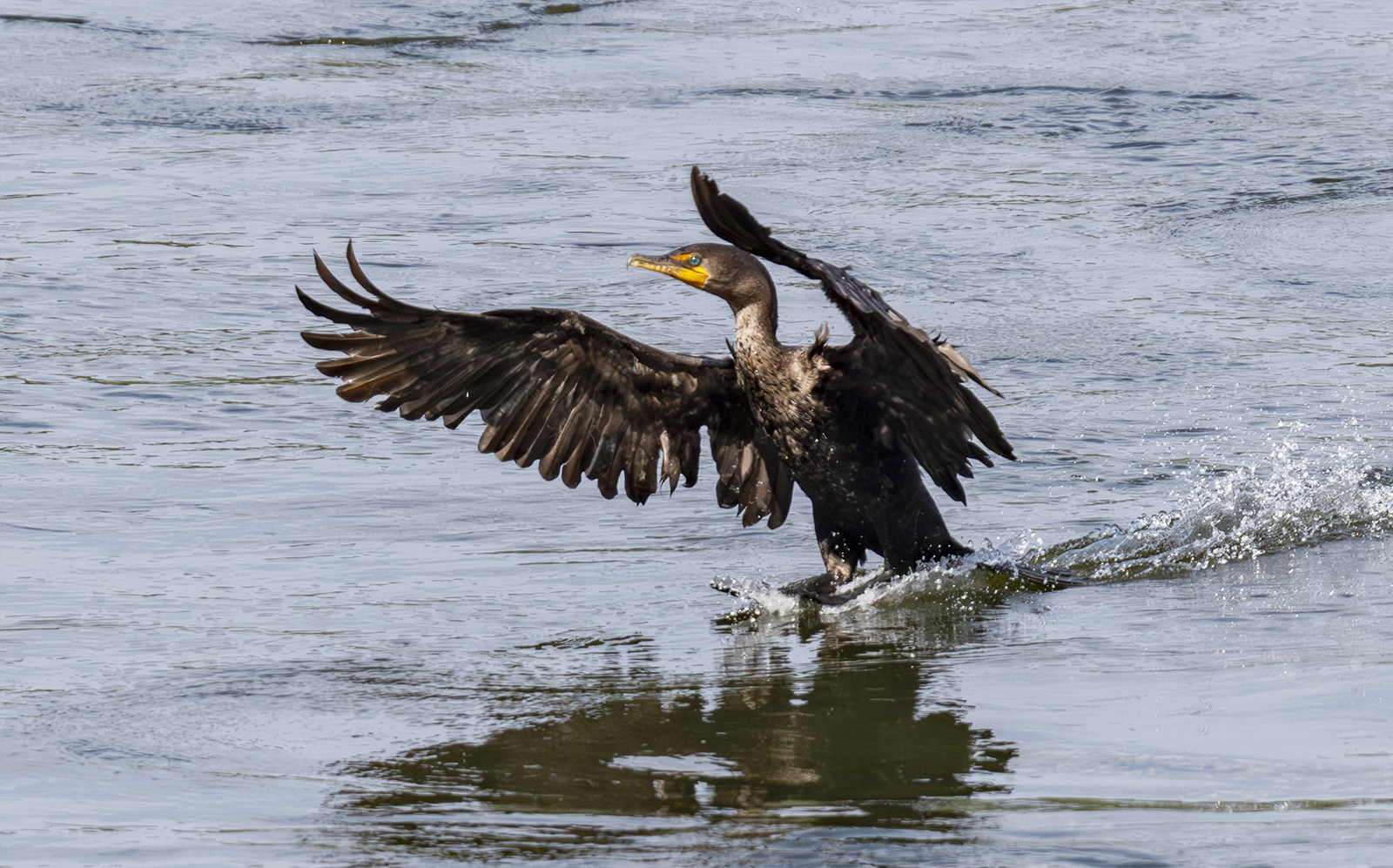 2024-09-19 Conowingo Dam_083-Enhanced-NR.jpg