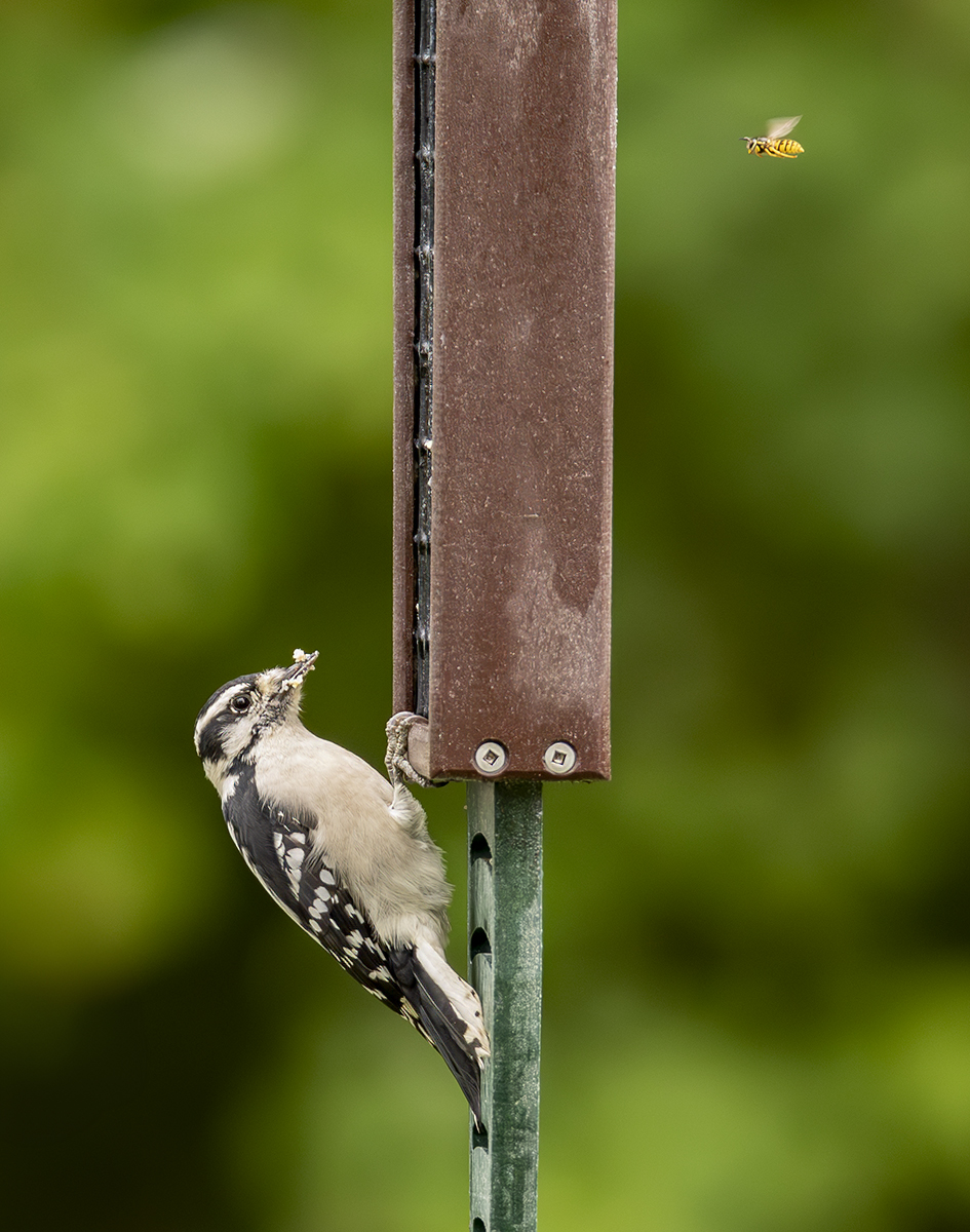 2024-09-24 Backyard Birds_001-Enhanced-NR.jpg