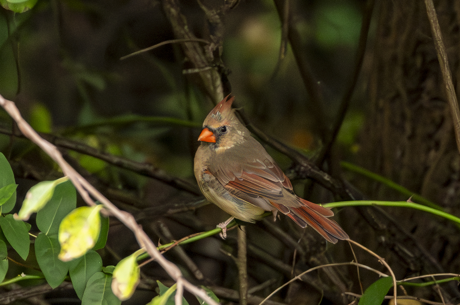 2024-09-24 Backyard Birds_007-Enhanced-NR.jpg