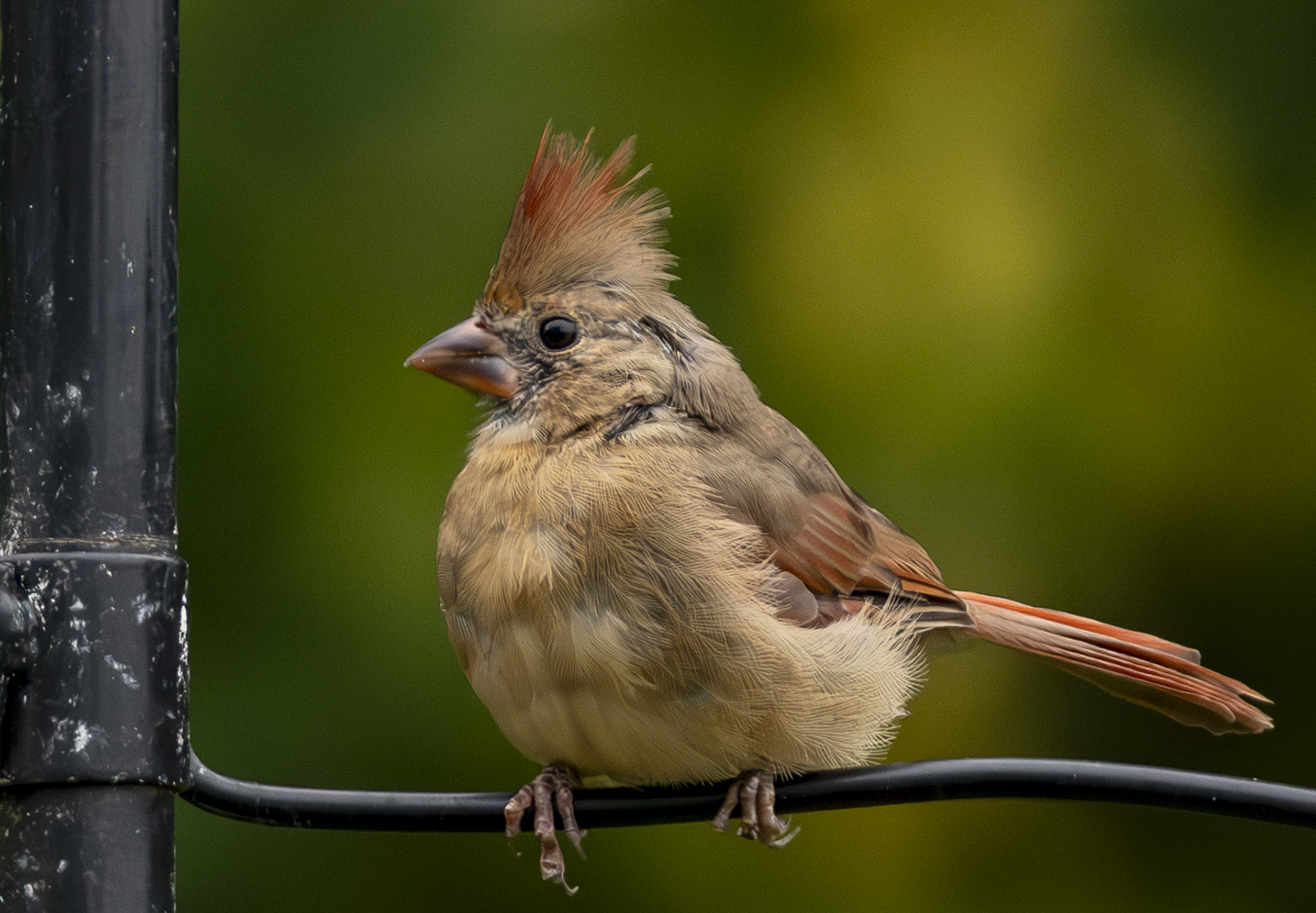 2024-09-24 Backyard Birds_008-Enhanced-NR.jpg