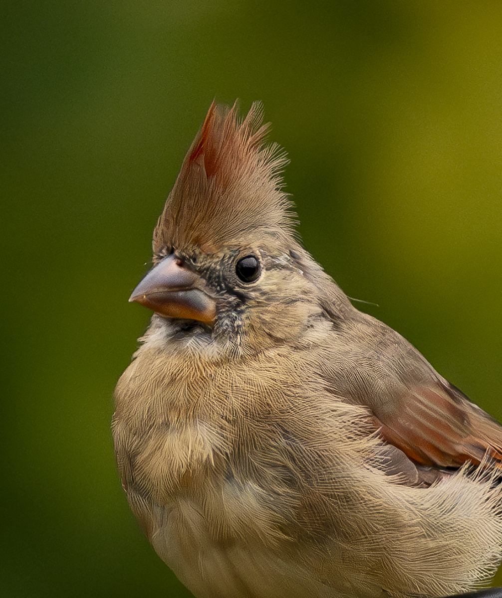 2024-09-24 Backyard Birds_009-Enhanced-NR.jpg