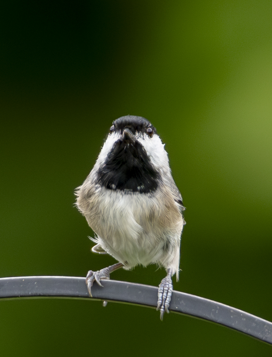 2024-09-26 Backyard Birds_005-Enhanced-NR.jpg