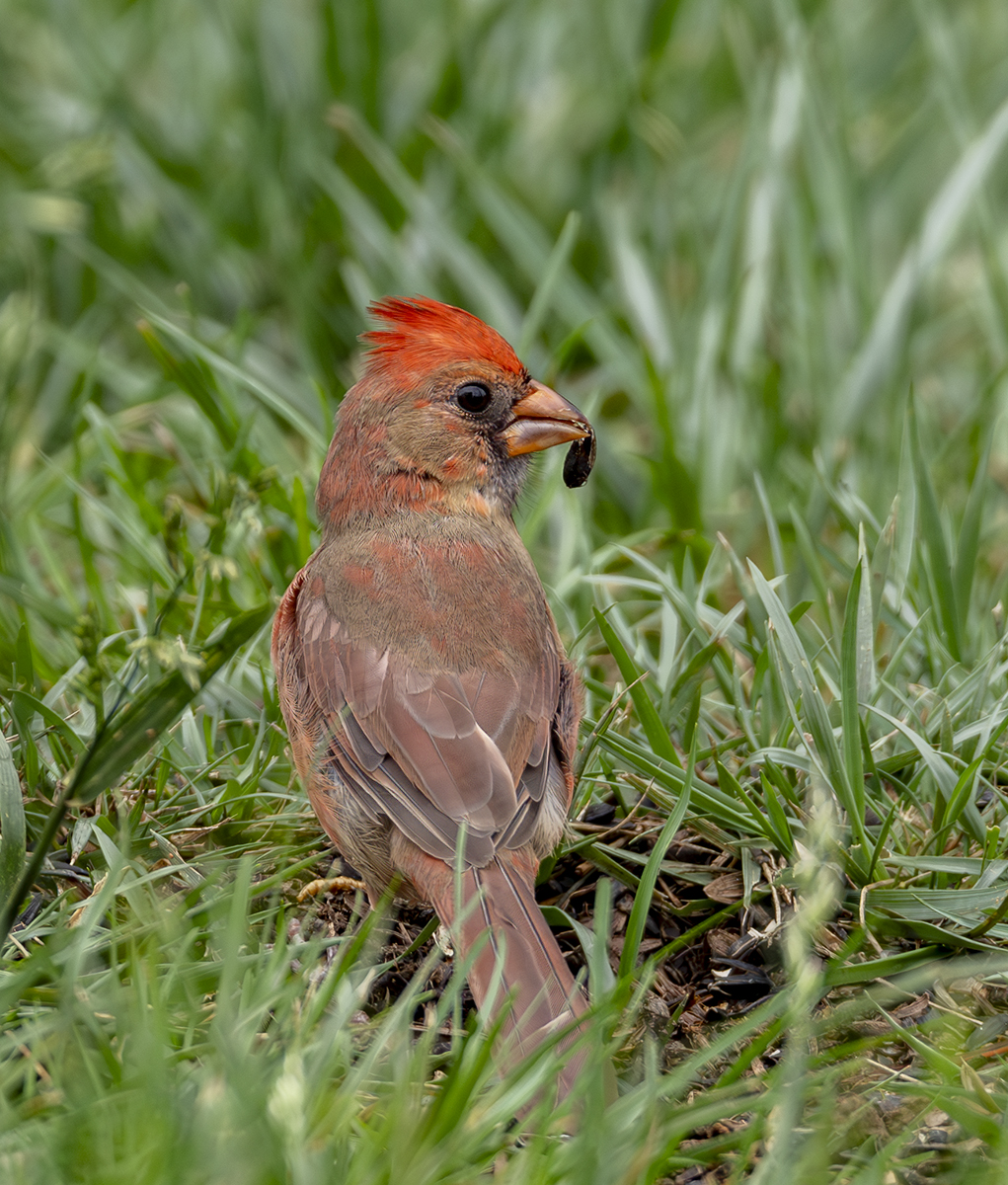 2024-09-26 Backyard Birds_016-Enhanced-NR.jpg