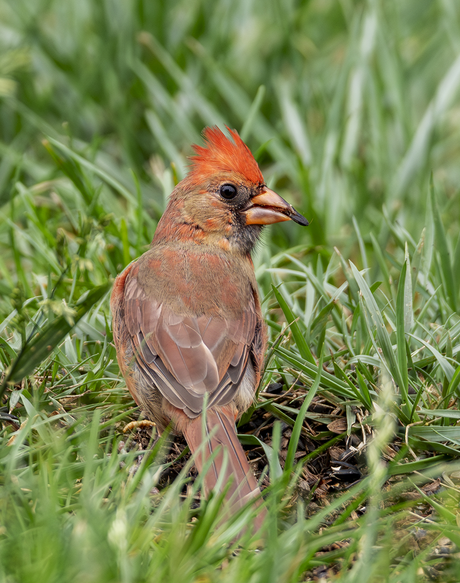 2024-09-26 Backyard Birds_017-Enhanced-NR.jpg