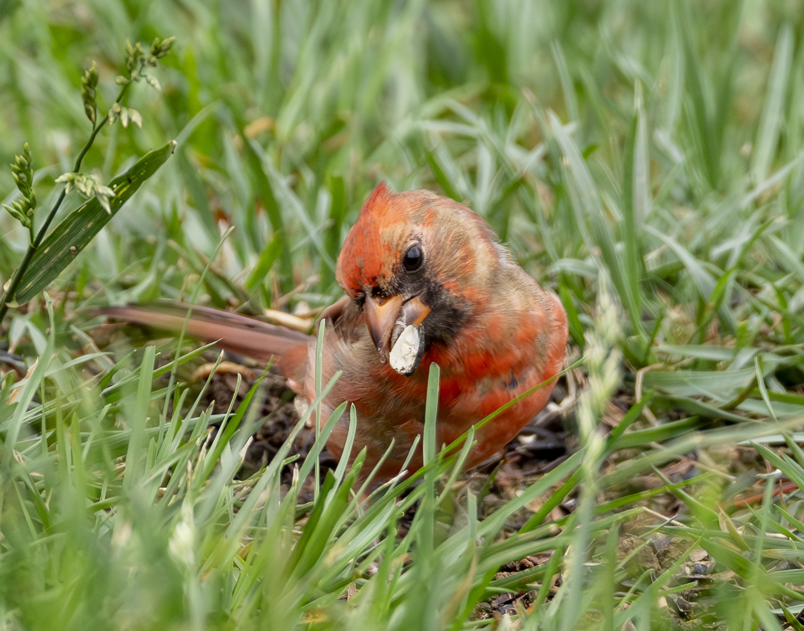 2024-09-26 Backyard Birds_018-Enhanced-NR.jpg