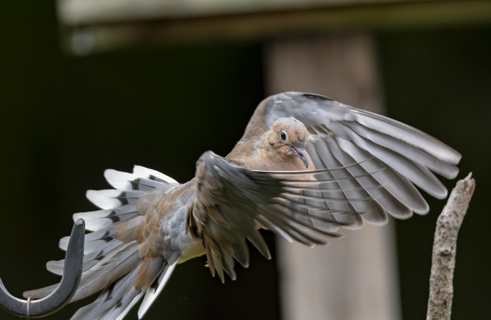 2024-09-26 Backyard Birds_019-Enhanced-NR.jpg