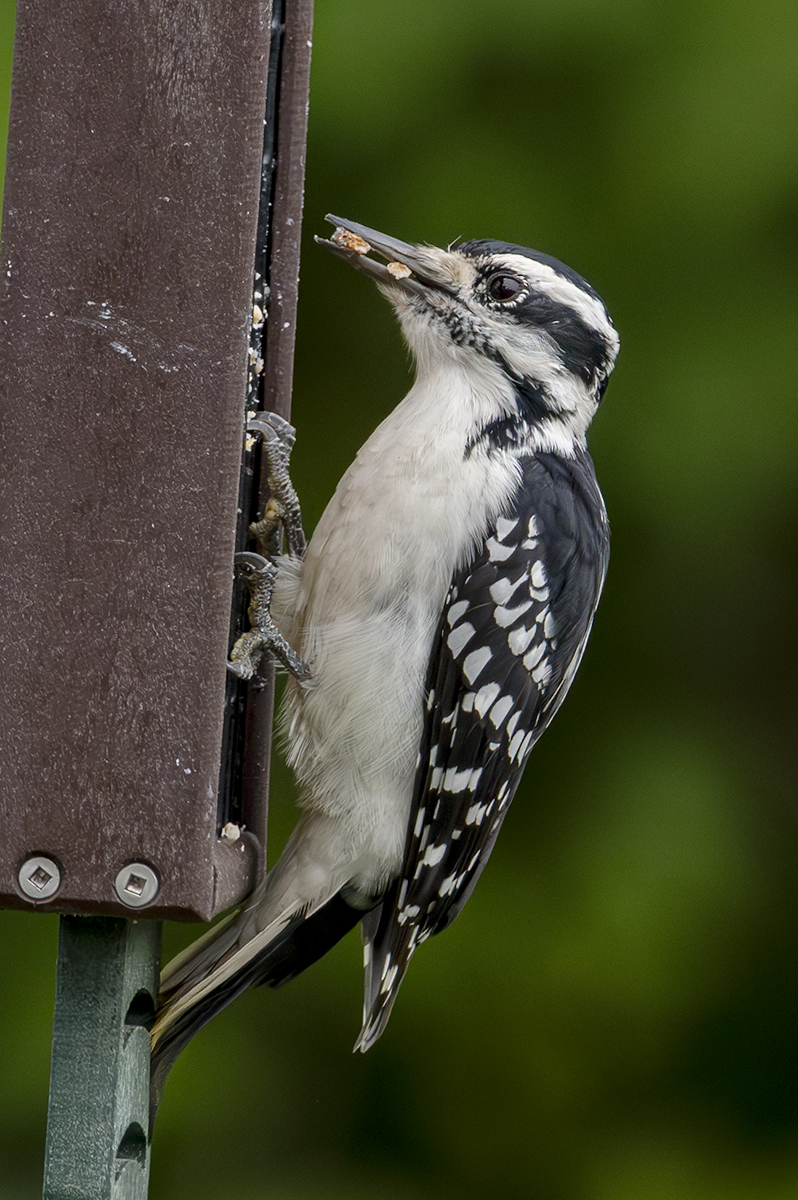 2024-09-26 Backyard Birds_043-Enhanced-NR.jpg