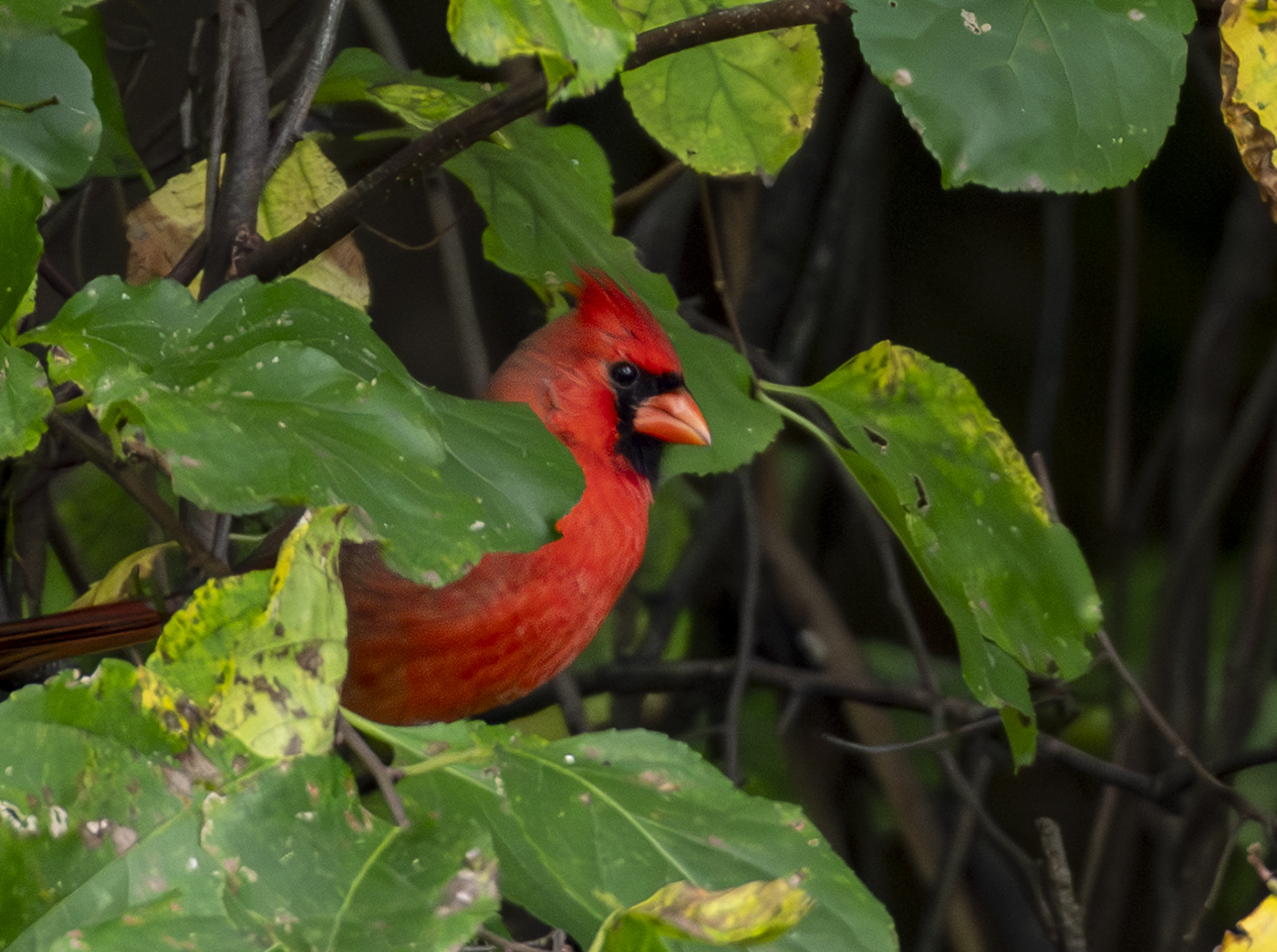 2024-10-02 Backyard Birds_002-Enhanced-NR.jpg