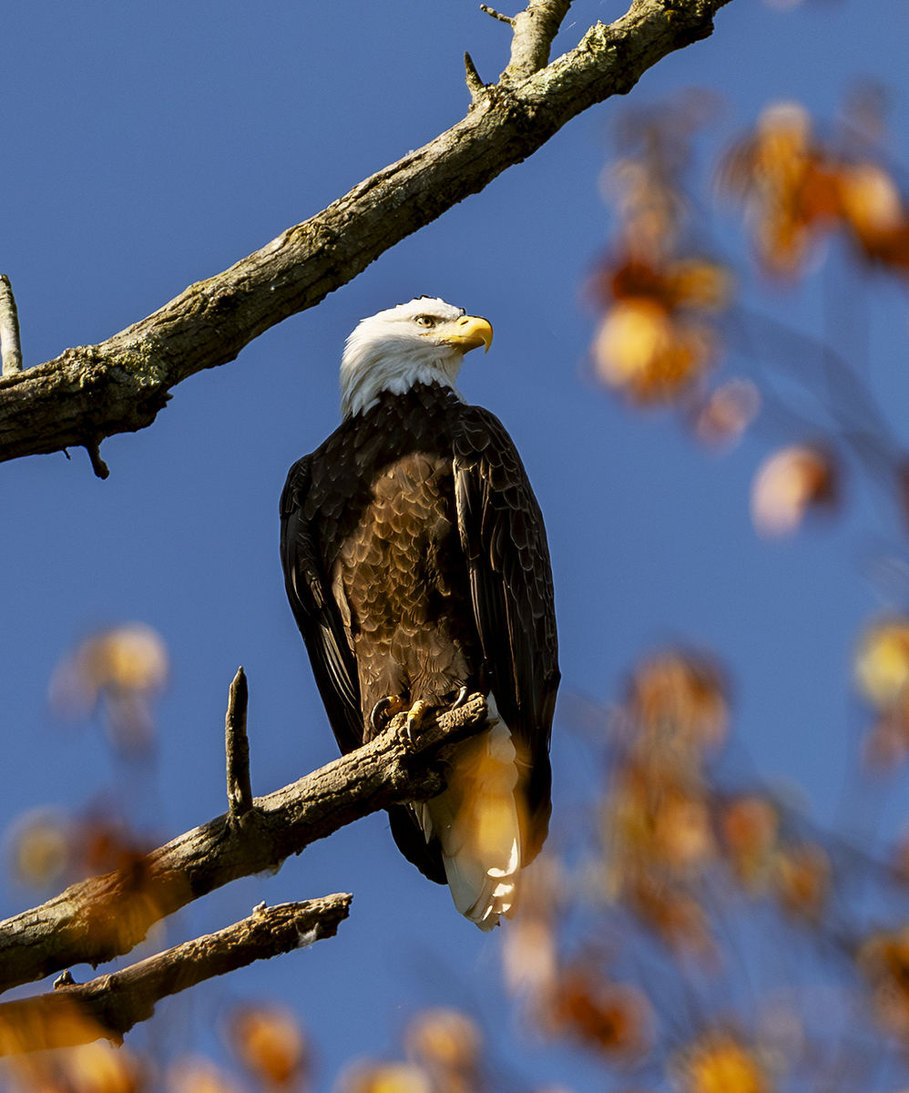 2024-10-23 Conowingo Dam_008-Enhanced-NR.jpg