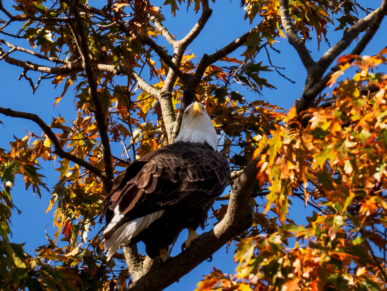 2024-10-23 Conowingo Dam_012-Enhanced-NR.jpg