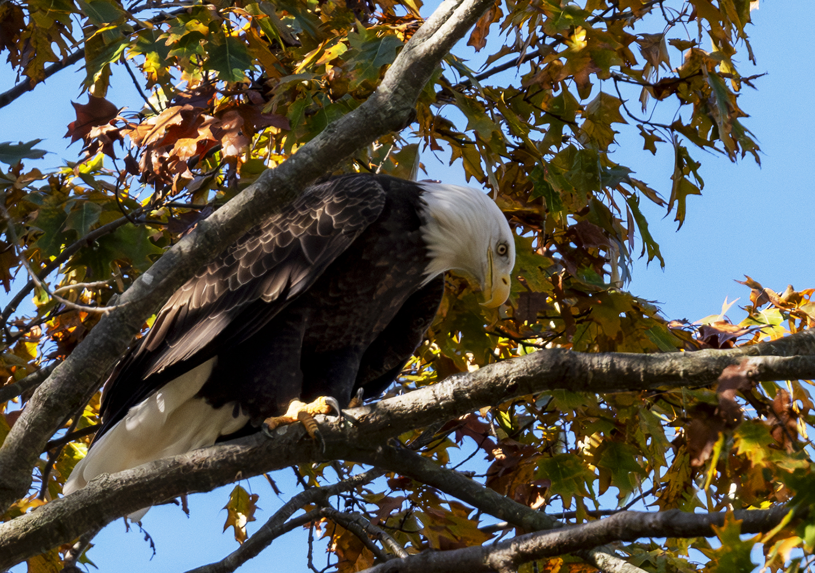 2024-10-23 Conowingo Dam_015-Enhanced-NR.jpg