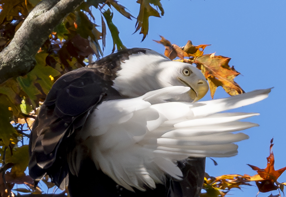 2024-10-23 Conowingo Dam_022-Enhanced-NR.jpg