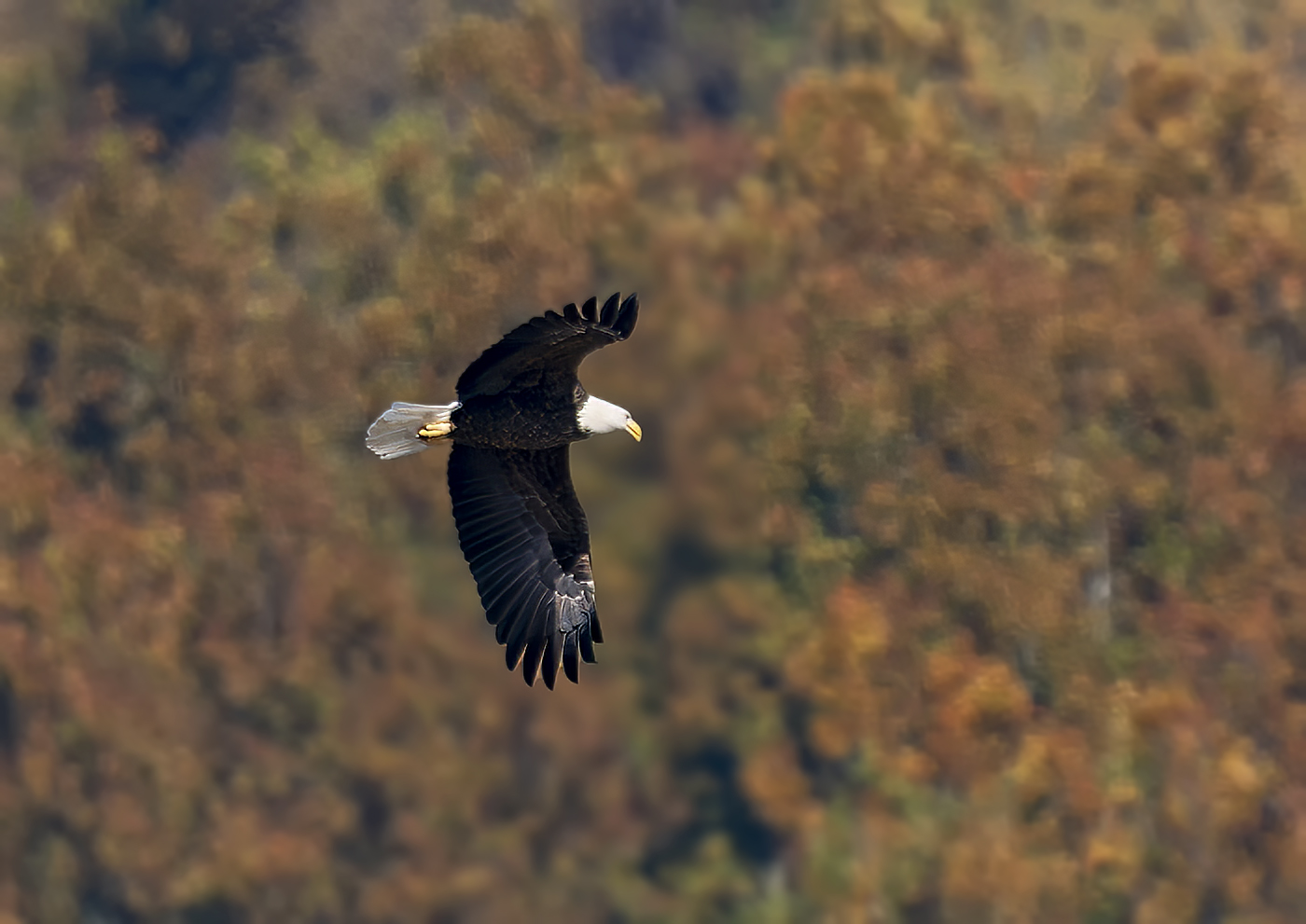 2024-10-23 Conowingo Dam_024-Enhanced-NR.jpg