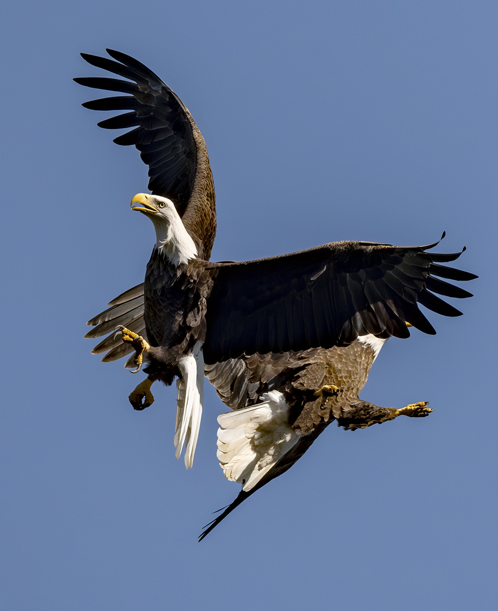 2024-10-23 Conowingo Dam_054-Enhanced-NR.jpg