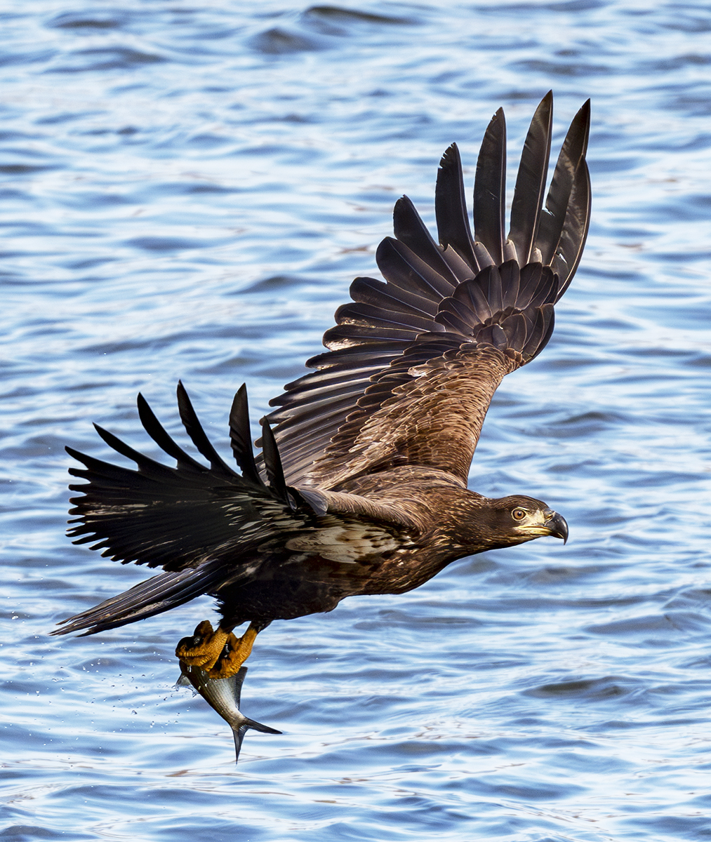 2024-11-20 Conowingo Dam_021-Enhanced-NR.jpg