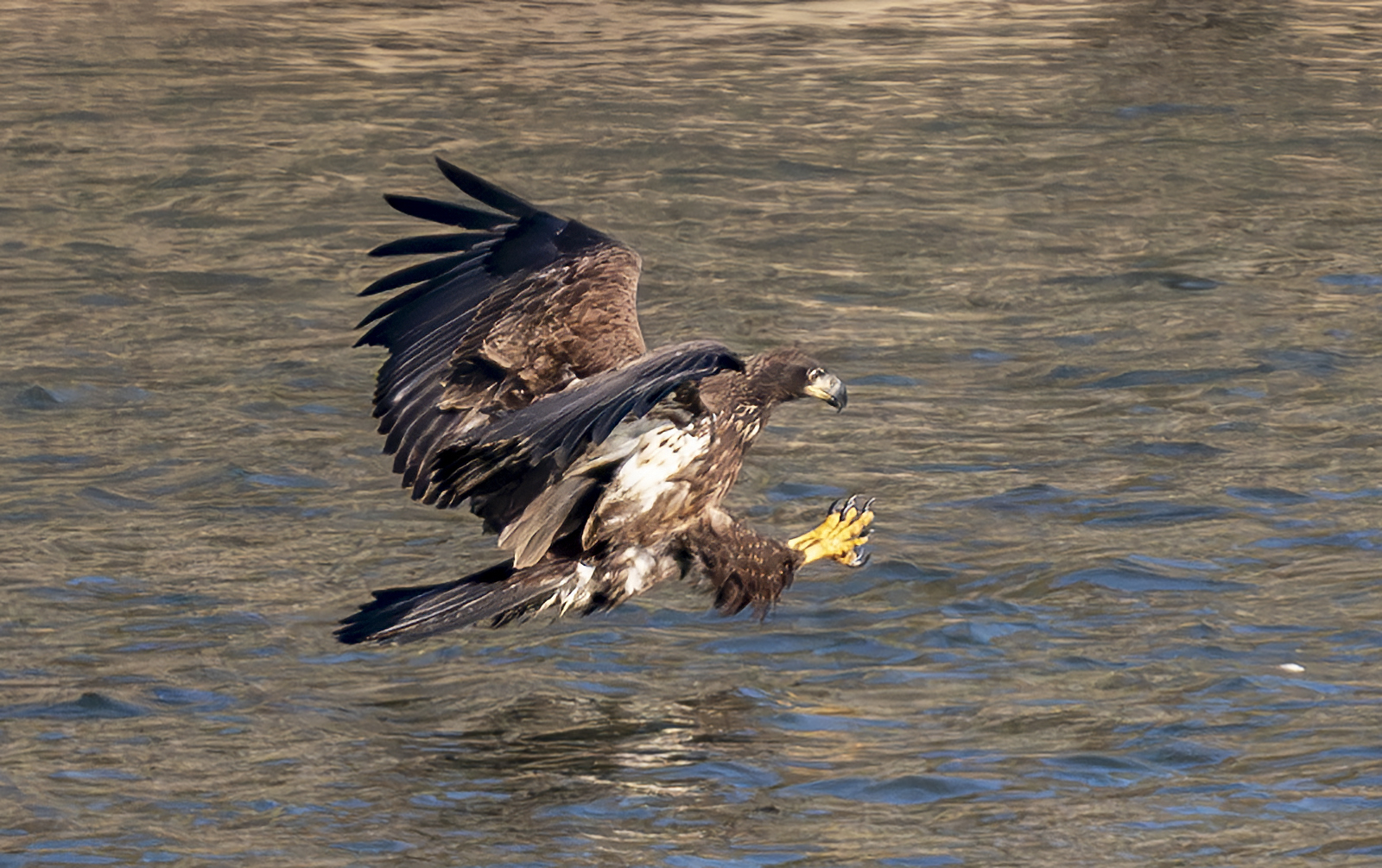 2024-11-20 Conowingo Dam_052-Enhanced-NR.jpg