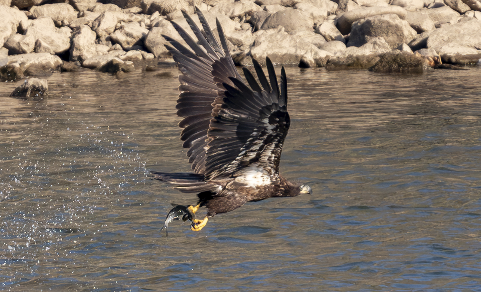 2024-11-20 Conowingo Dam_053-Enhanced-NR.jpg