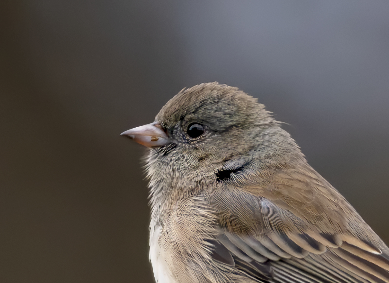 2024-11-29 Backyard Birds_003-Enhanced-NR.jpg