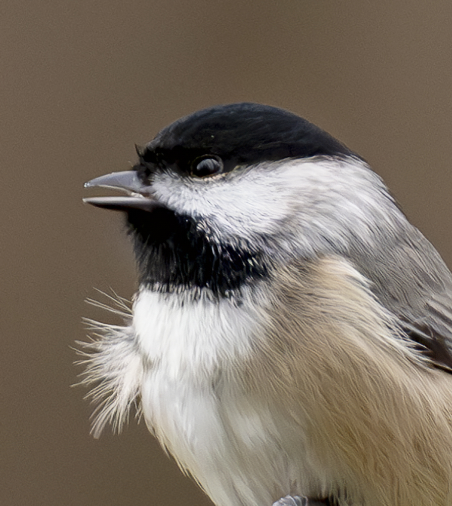 2024-11-29 Backyard Birds_016-Enhanced-NR.jpg