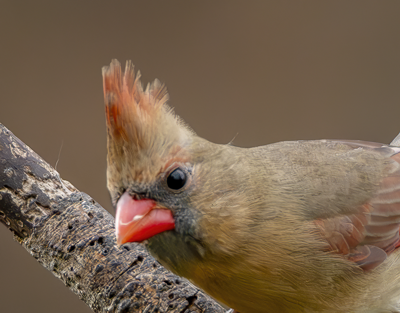 2024-11-29 Backyard Birds_024-Enhanced-NR.jpg