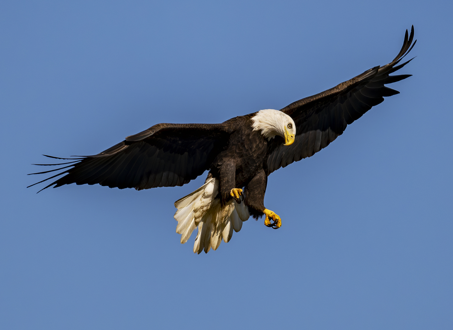 2024-12-03 Conowingo Dam_101-Enhanced-NR.jpg