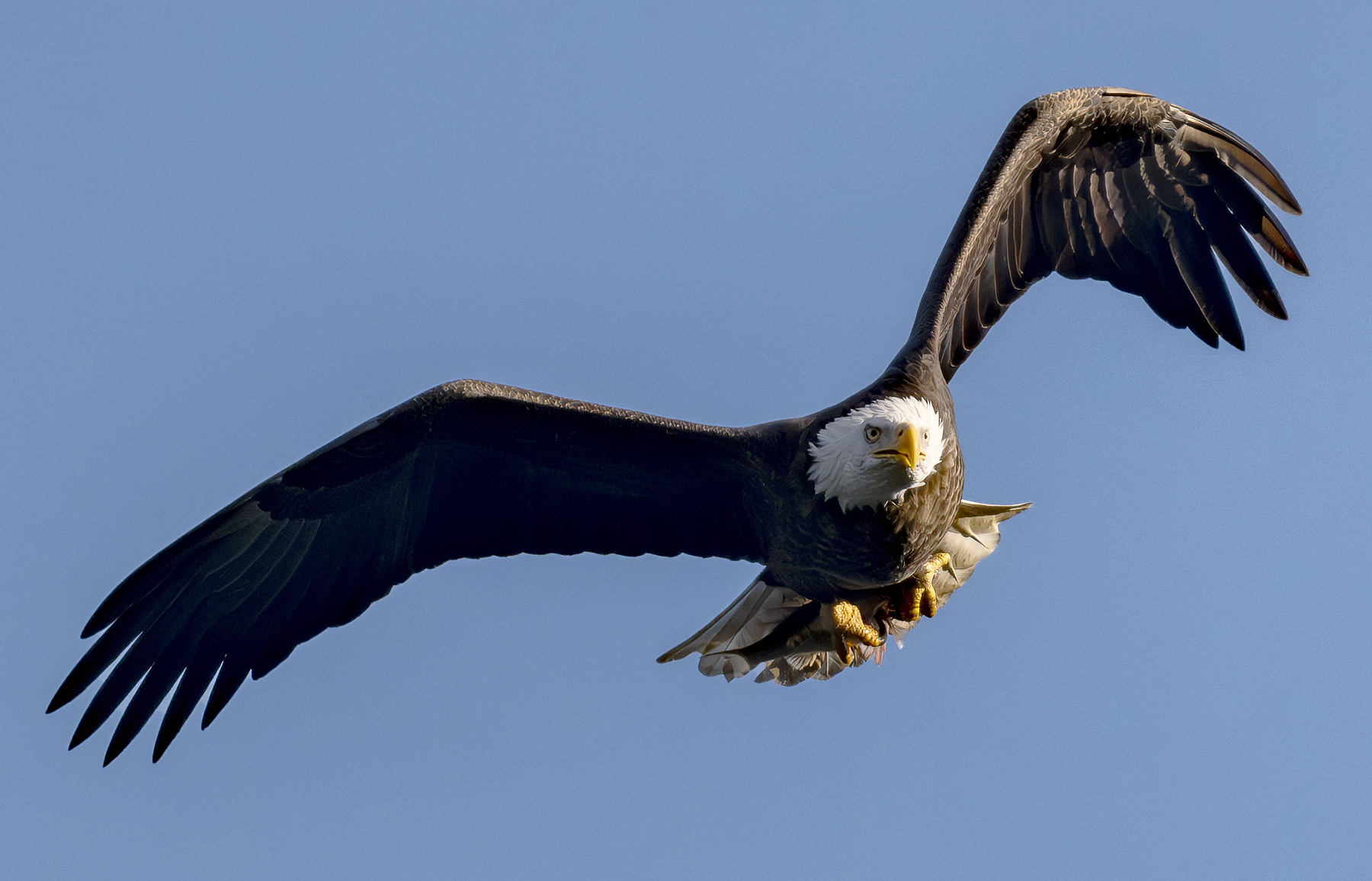 2024-12-03 Conowingo Dam_163-Enhanced-NR.jpg