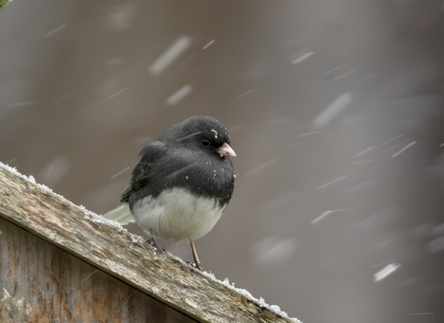 2024-12-20 Backyard Birds_003-Enhanced-NR.jpg