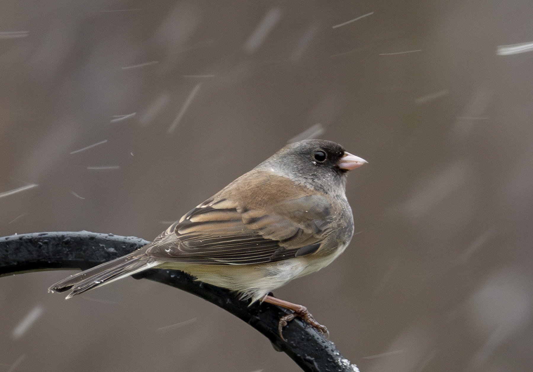 2024-12-20 Backyard Birds_012-Enhanced-NR.jpg