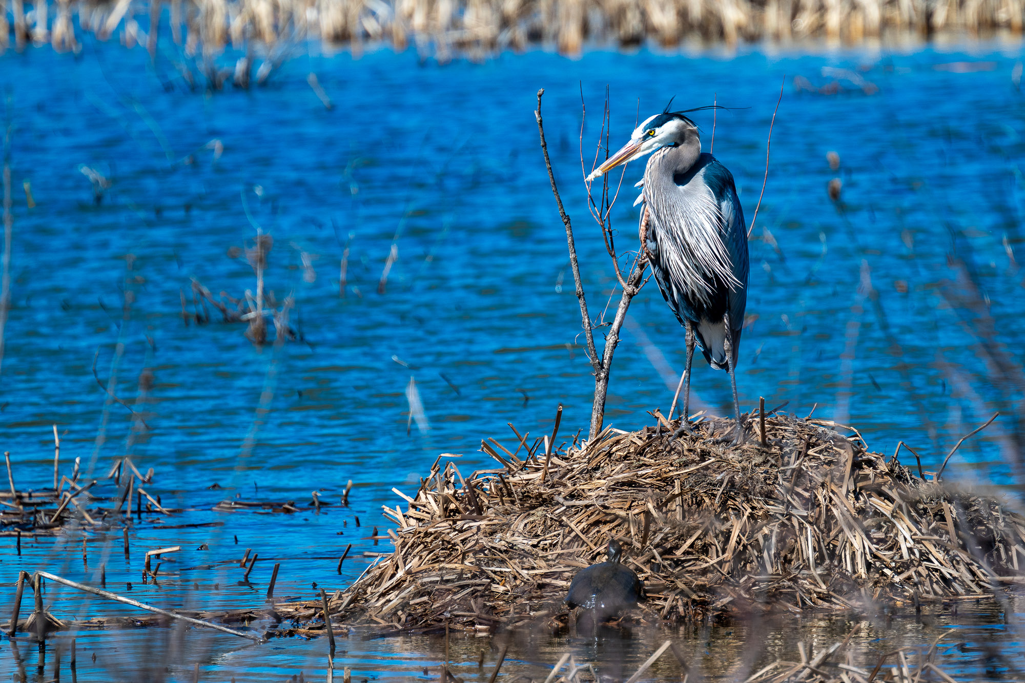 2024-Mar-Heinz Refuge-26.jpg