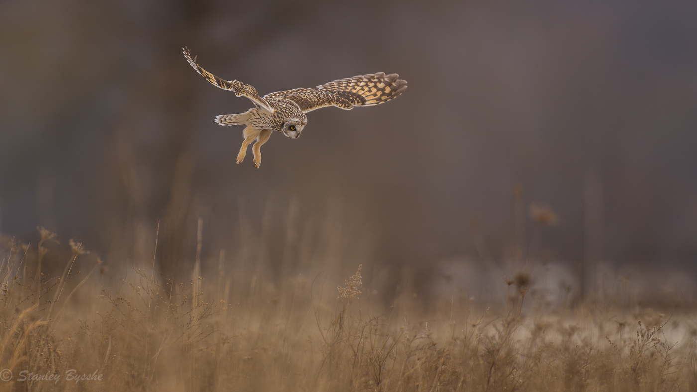 20240118_Short eared owls_161139_2235-Enhanced-NR.jpg