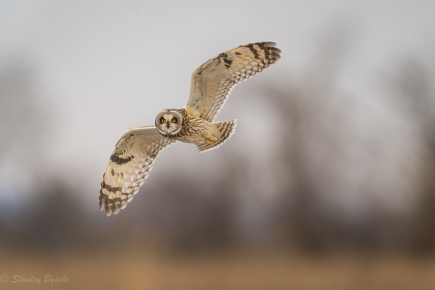 20240118_Short eared owls_161201_2389-Enhanced-NR.jpg