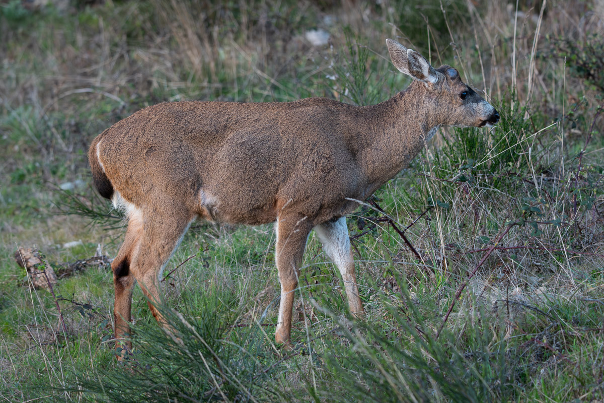 20240324 01 Black-tailed Deer BCG.jpg