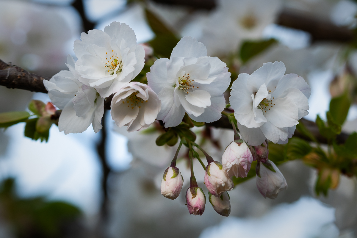 20240331 Apple Blossoms BCG.jpg
