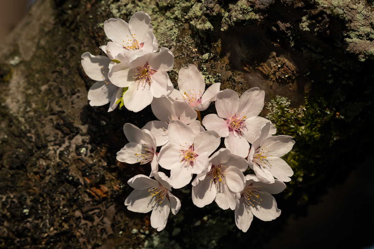 20240331 Cherry Blossoms BCG.jpg