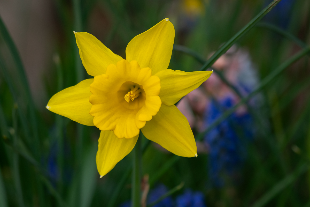 20240331 Daffodil BCG.jpg