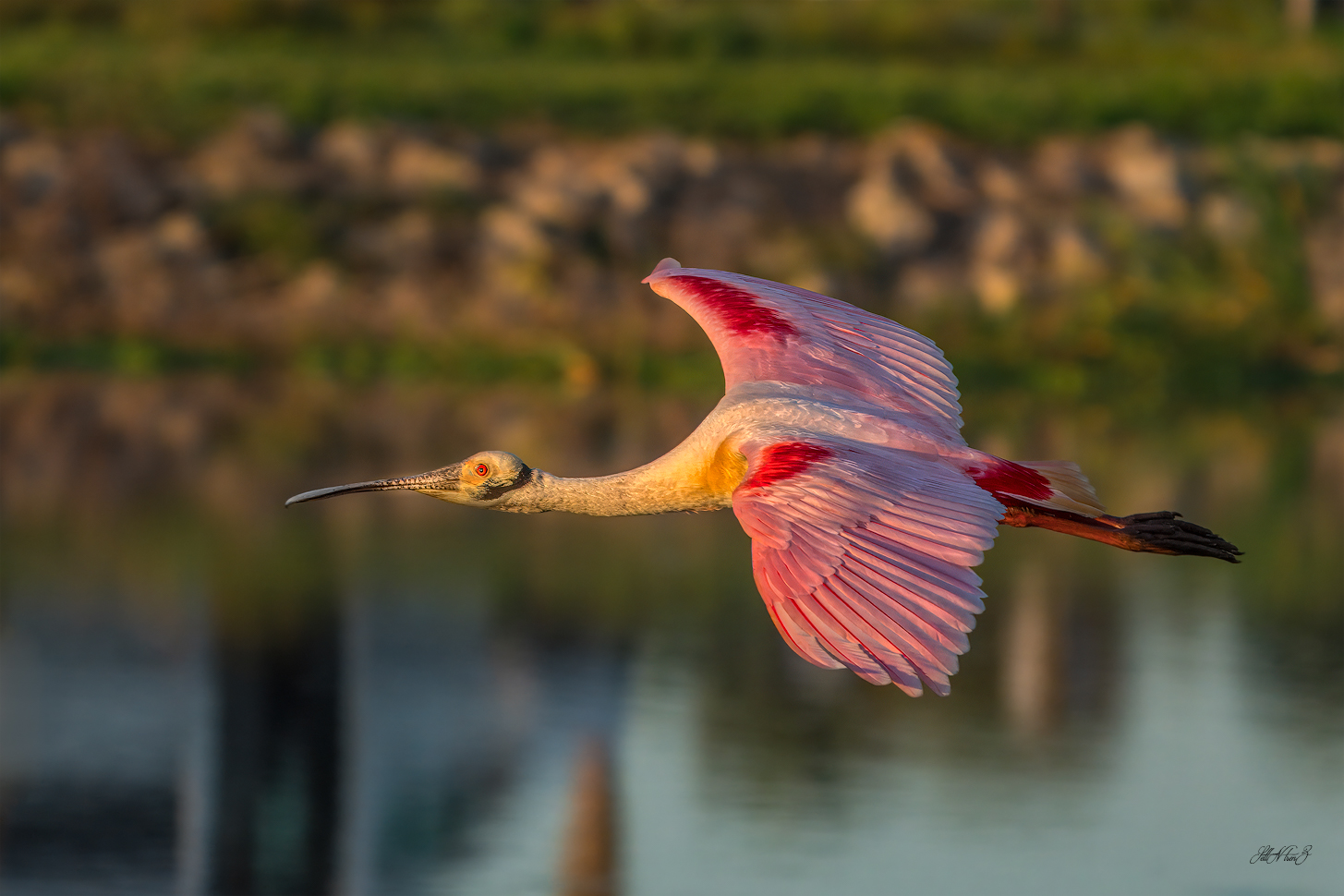 20240401 Roseate Spoonbill as Sun Rising   (1 of 1).jpg