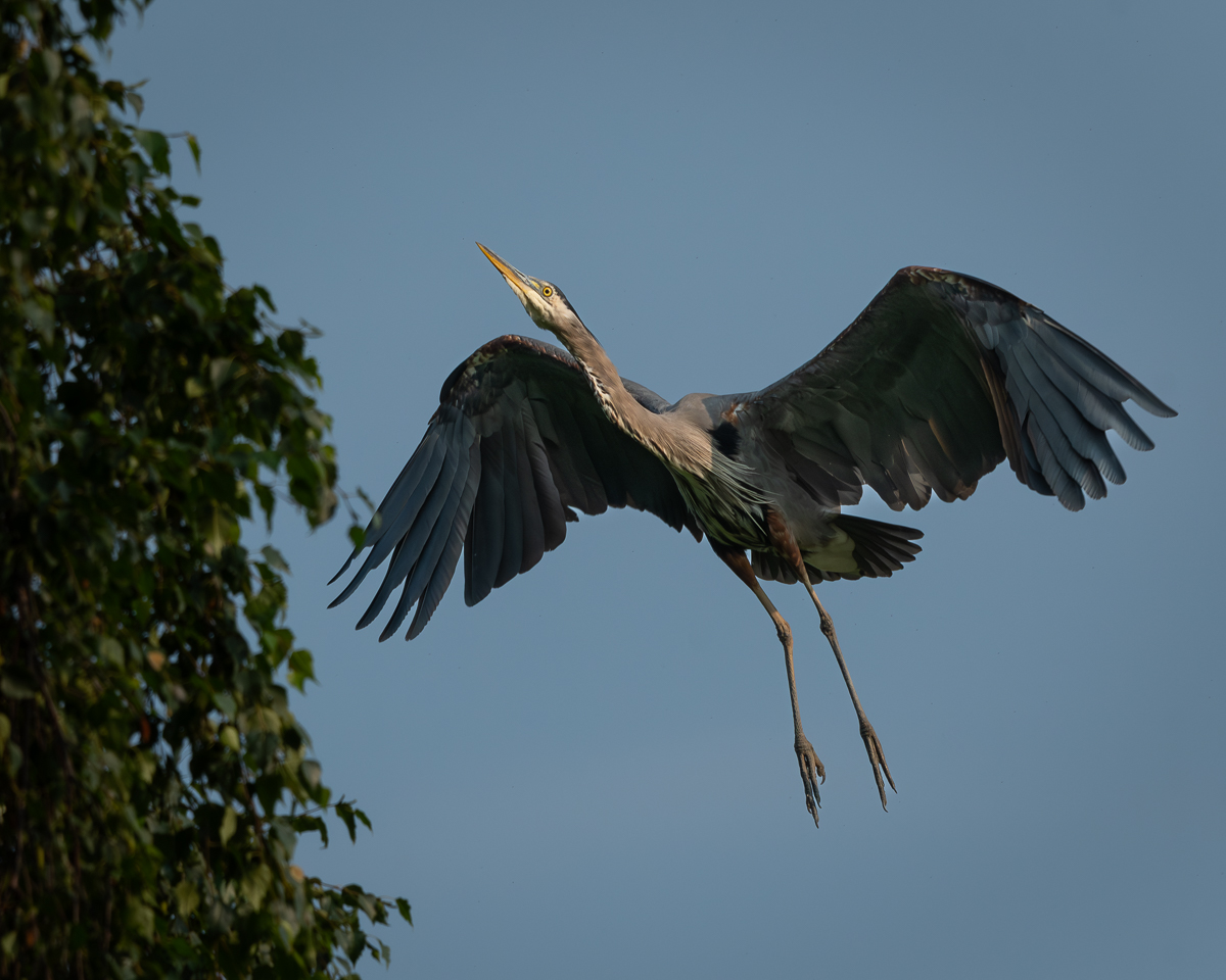 20240727 Great Blue Heron About to Land on a Tree - BCG.jpg