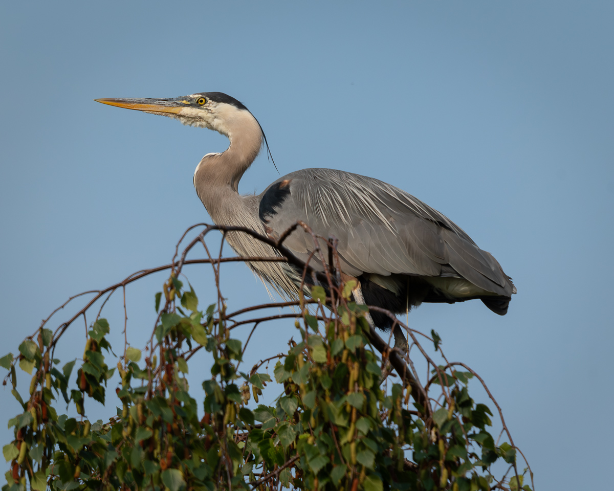 20240727 Great Blue Heron on a Treetop - BCG.jpg