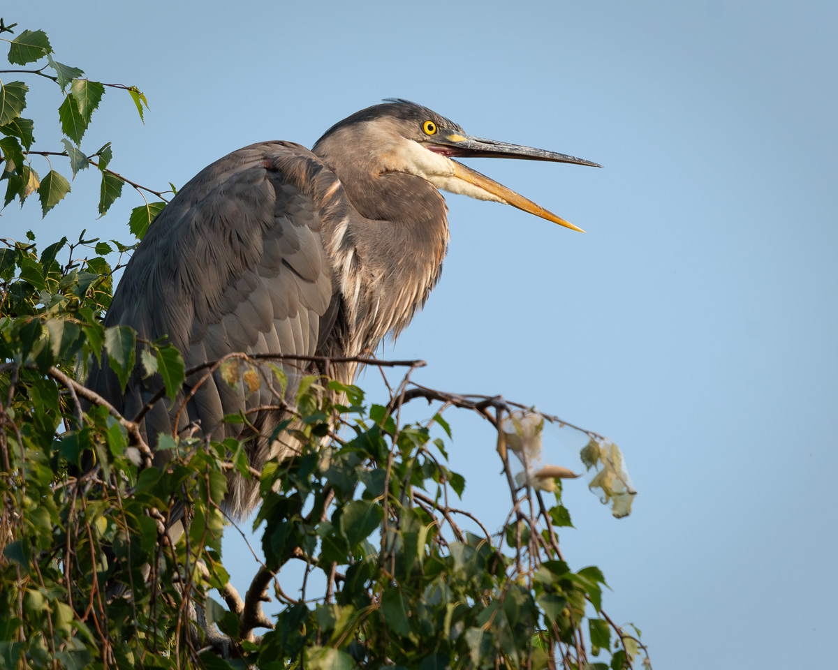 20240727 Great Blue Heron Perched on a Tree Branch - BCG.jpg