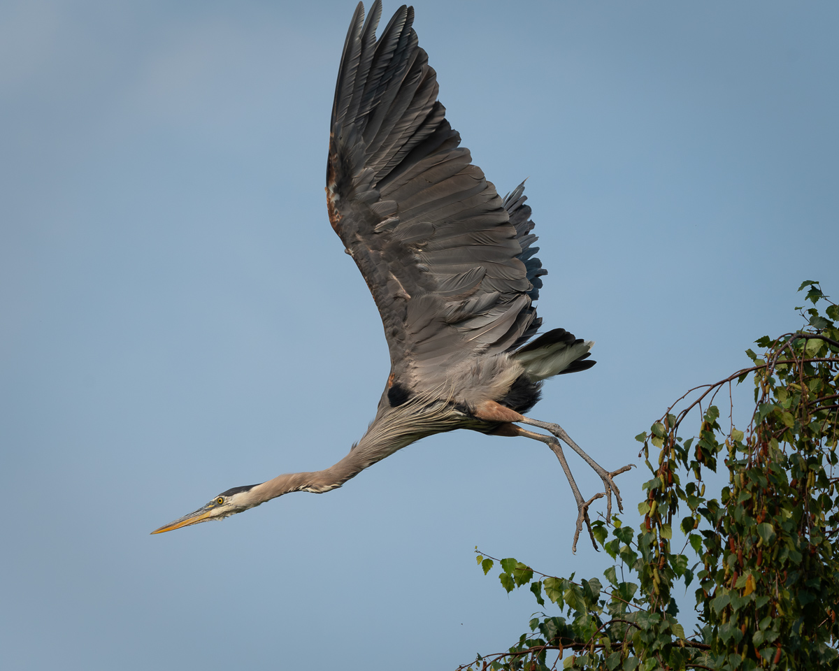 20240727 Great Blue Heron Taking Flight - BCG.jpg