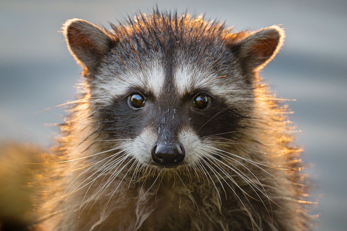 20240913-_DSC2987-Racoon_BCG.jpg