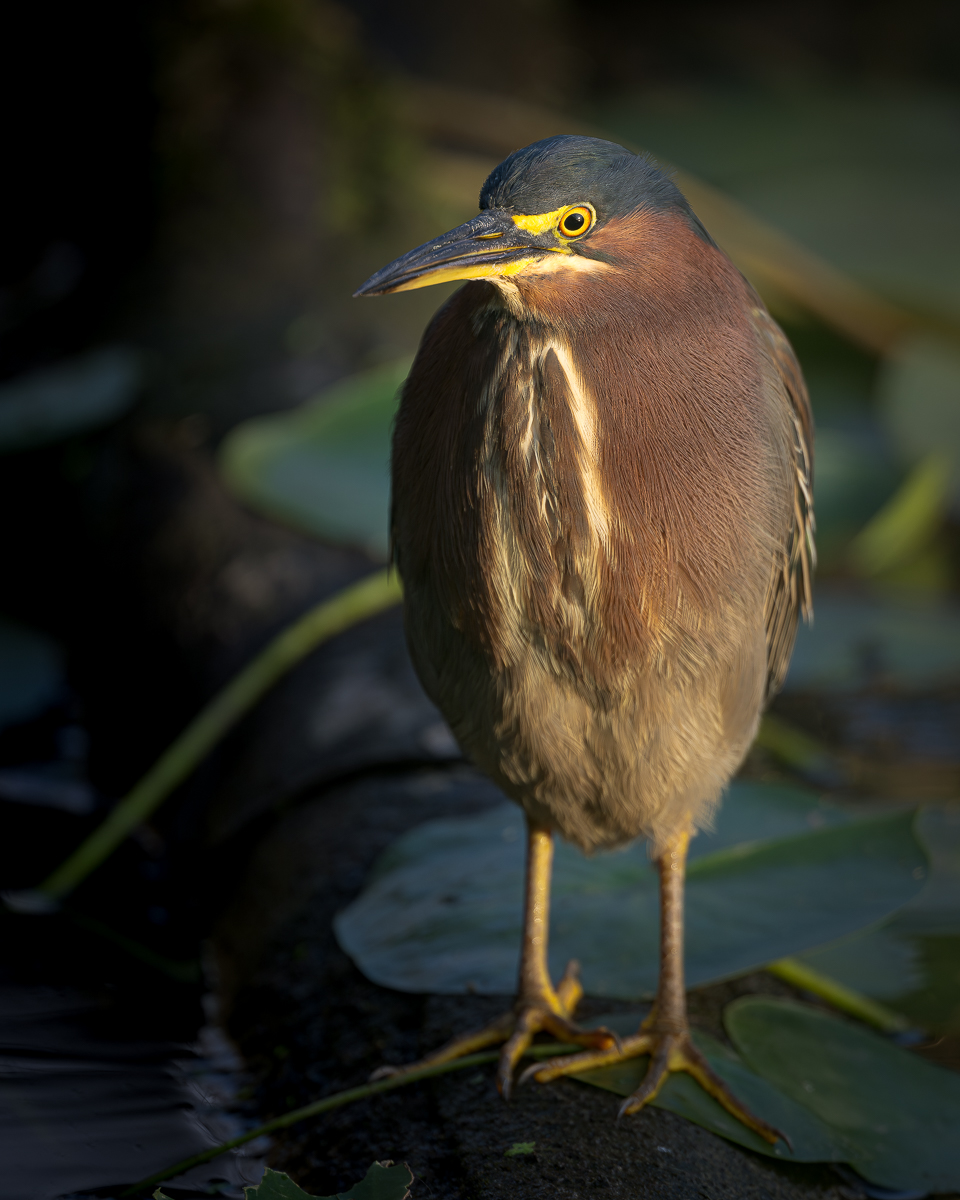 20240913-_DSC3127-GreenHeron_BCG.jpg